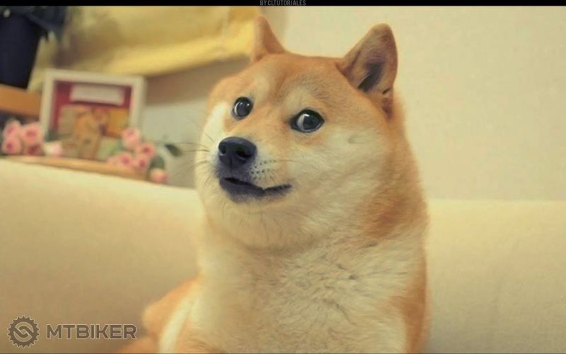doge.jpg