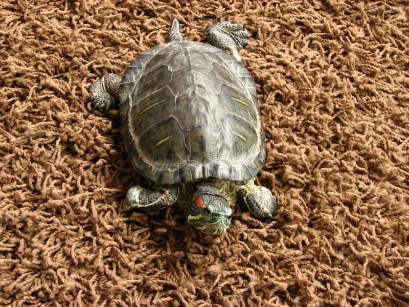 strazca bytu.JPG
