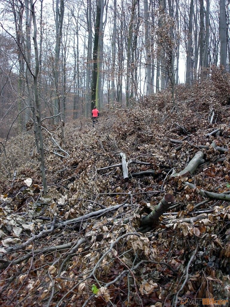 DSC02506_gsc.JPG